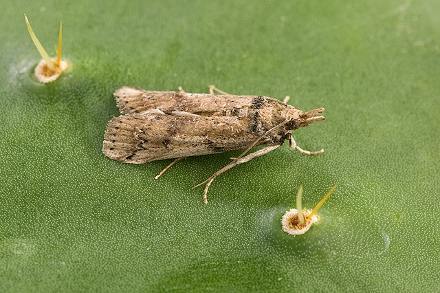 Chlorantraniliprole Sebagai Pemberantas Hama Lepidoptera