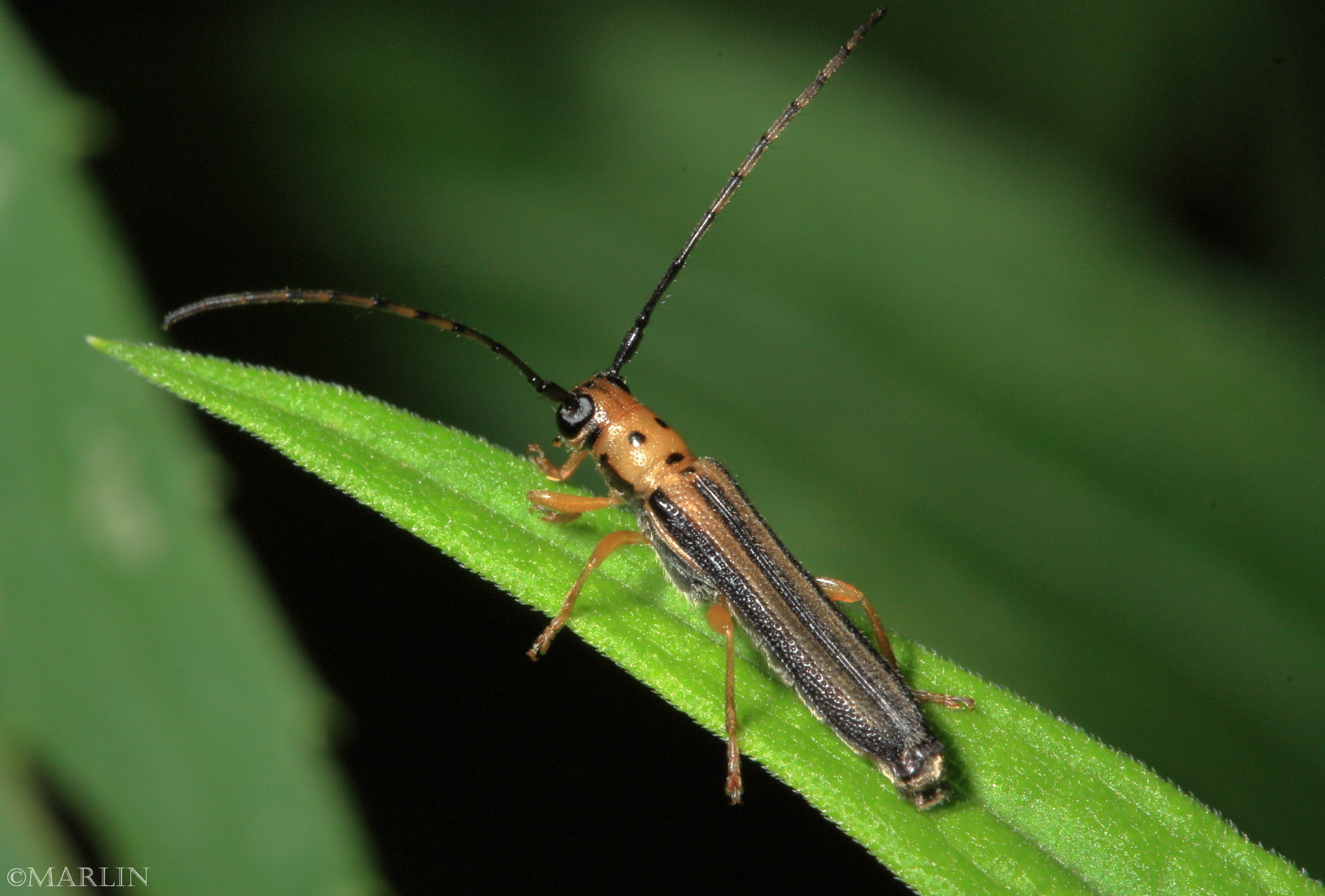 Kerusakan dan Cara Penanggulannya Cerambycidae