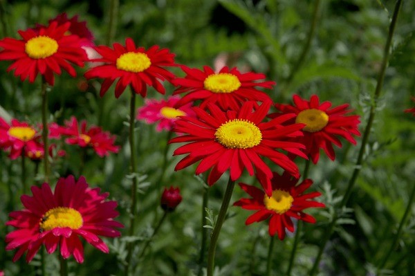 Chrysanthemum Roseum