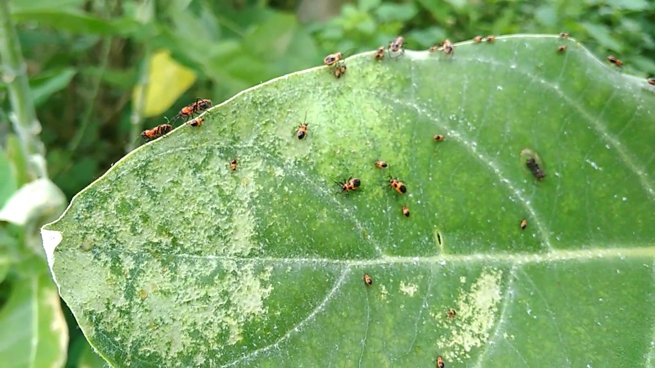 Cara Pengendalian Aphis Gossypii