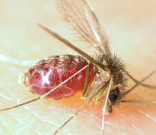 Lutzomyia longipalpis