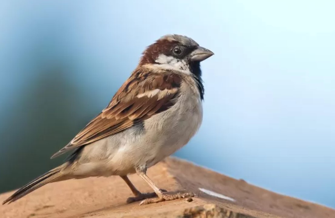 Burung Gereja sebagai Target Hama